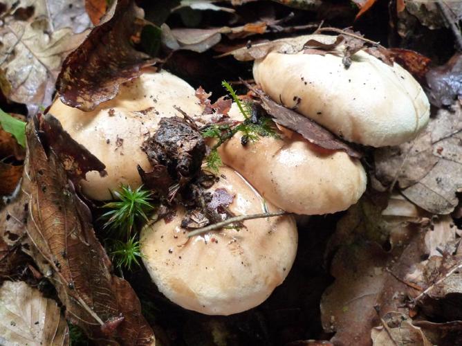 Tricholome acerbe (Tricholoma acerbum) © Abbaye de la Trappe