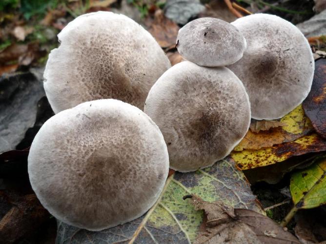 Tricholome ceinturé (Tricholoma cingulatum) © Abbaye de la Trappe