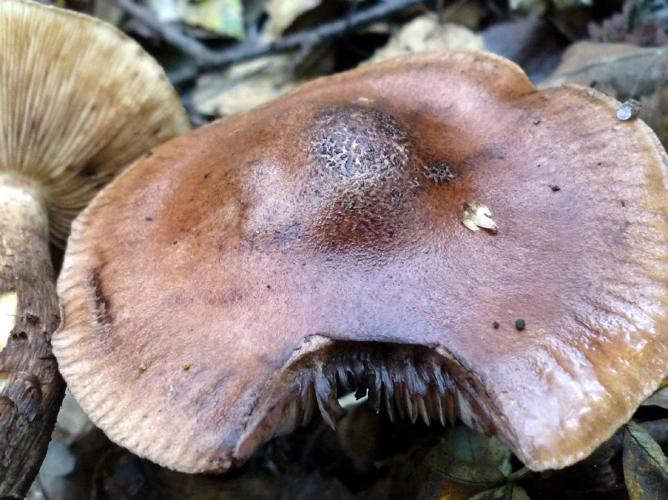 Tricholome brun et jaune (Tricholoma fulvum) © Abbaye de la Trappe