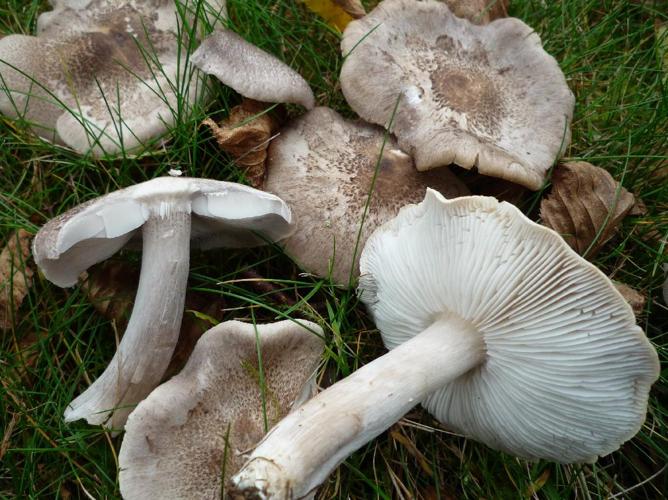 Tricholome gravé (Tricholoma scalpturatum) © Abbaye de la Trappe