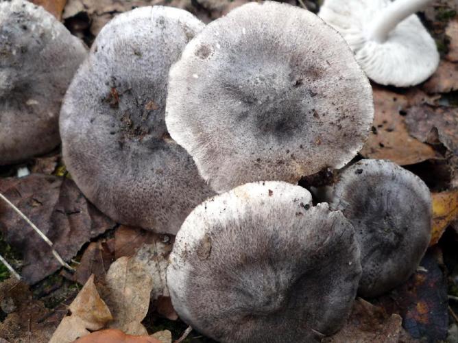 Tricholoma sciodes © Abbaye de la Trappe