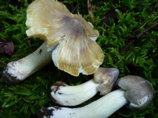 Jaunet (Tricholoma sejunctum) © Abbaye de la Trappe