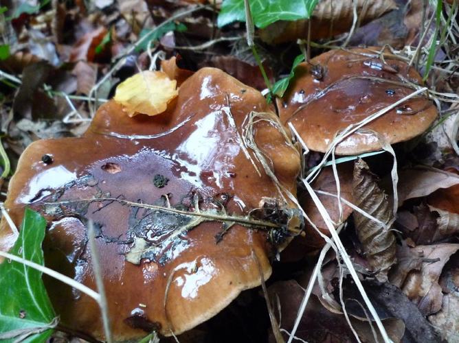 Tricholome brûlé (Tricholoma ustale) © Abbaye de la Trappe