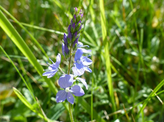 Véronique germandrée (Veronica teucrium) © Morvan Debroize