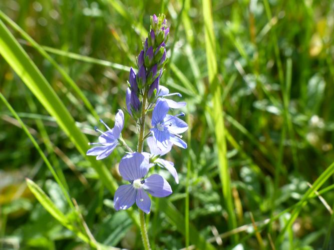 Véronique germandrée (Veronica teucrium) © Morvan Debroize