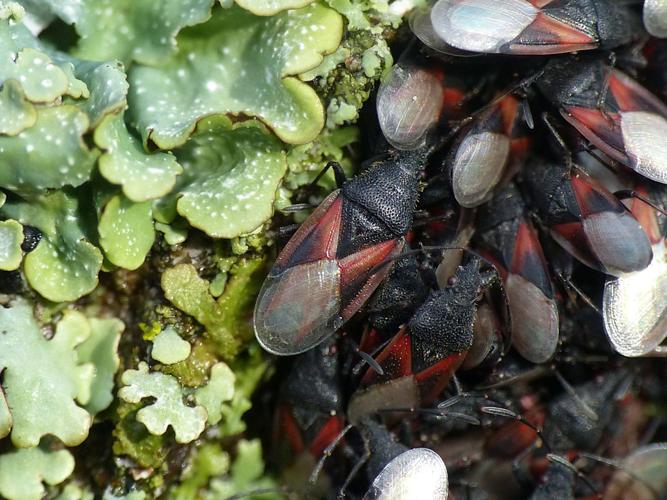 Punaise de la lavatère/Punaise du tilleul (Oxycarenus lavaterae) © Morvan Debroize