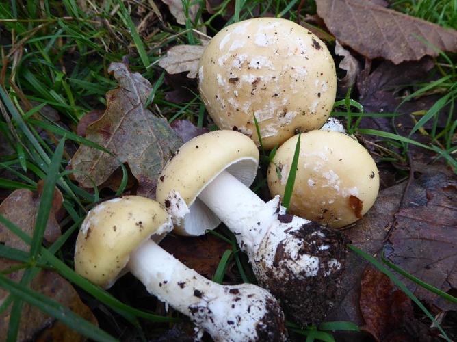 Amanite jonquille (Amanita junquillea) © Abbaye de la Trappe