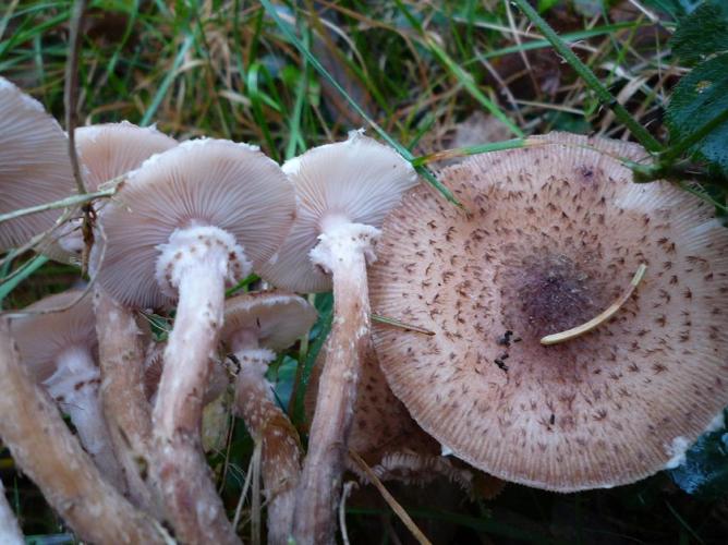 Armillaire obscure (Armillaria ostoyae) © Abbaye de la Trappe