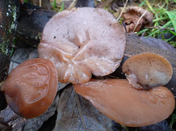 Auricularia auricula-judae © Abbaye de la Trappe