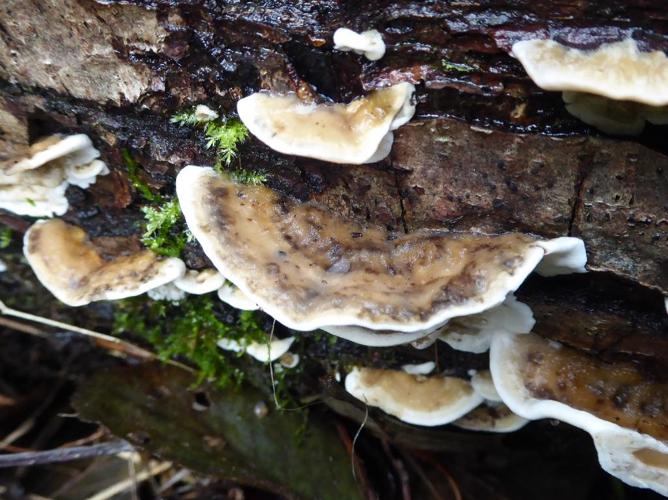 Tramète brûlée (Bjerkandera adusta) © Abbaye de la Trappe