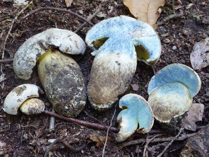 Bolet radicant (Boletus radicans) © Abbaye de la Trappe