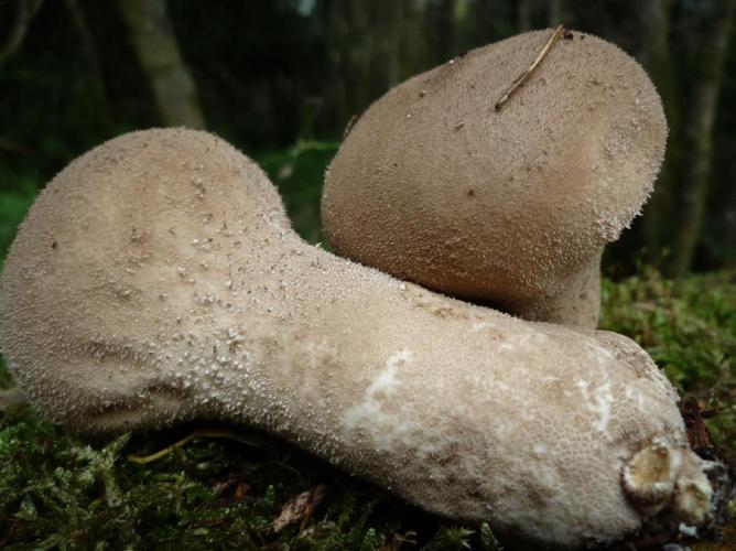 Calvatia excipuliformis © Abbaye de la Trappe