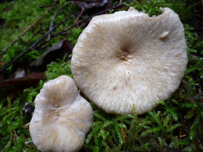 Polypore variable (Cerioporus leptocephalus) © Abbaye de la Trappe