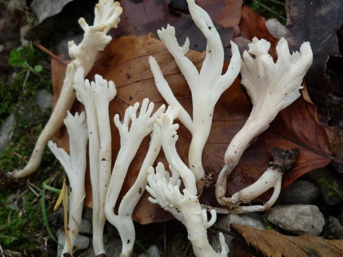 Clavaire rugueuse (Clavulina rugosa) © Abbaye de la Trappe