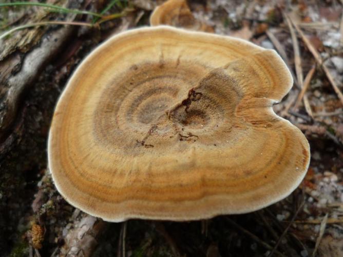 Polypore vivace (Coltricia perennis) © Abbaye de la Trappe