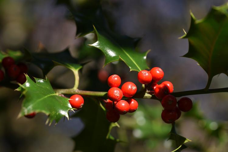 Houx (Ilex aquifolium) © Sylvain Paillard