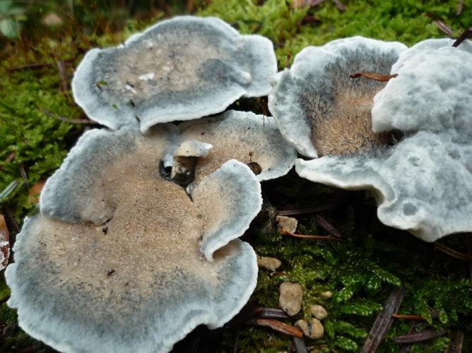 Polypore bleuté des conifères (Cyanosporus caesius) © Abbaye de la Trappe