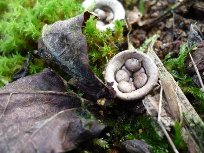 Cyathe en vase (Cyathus olla) © Abbaye de la Trappe