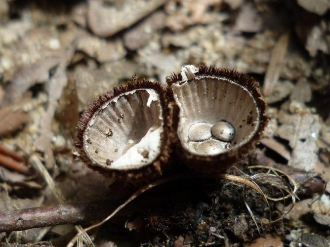 Cyathe strié (Cyathus striatus) © Abbaye de la Trappe