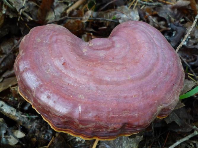 Ganoderme luisant (Ganoderma lucidum) © Abbaye de la Trappe