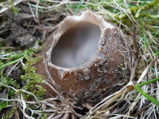 Pézize du cèdre (Geopora sumneriana) © Abbaye de la Trappe