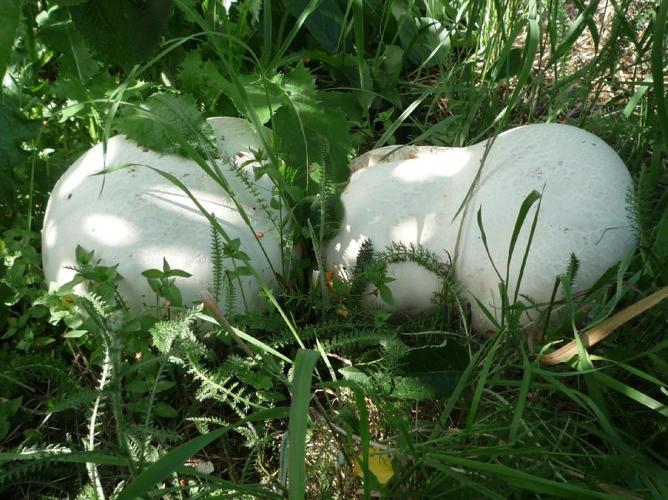 Vesse-de-loup géante (Calvatia gigantea) © Abbaye de la Trappe