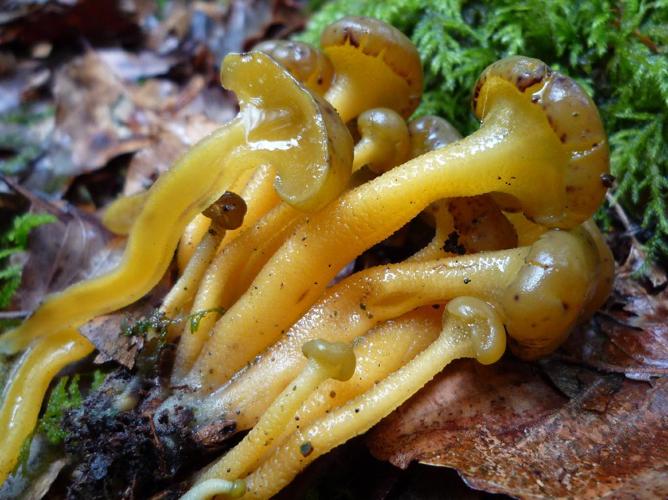 Leotia lubrica © Abbaye de la Trappe