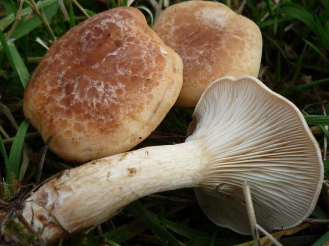 Clitocybe à guttules (Lepista gilva) © Abbaye de la Trappe