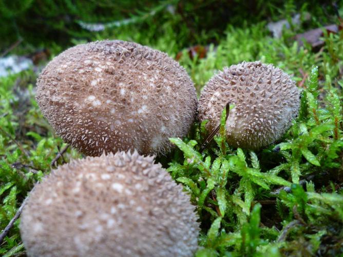 Lycoperdon nigrescens © Abbaye de la Trappe