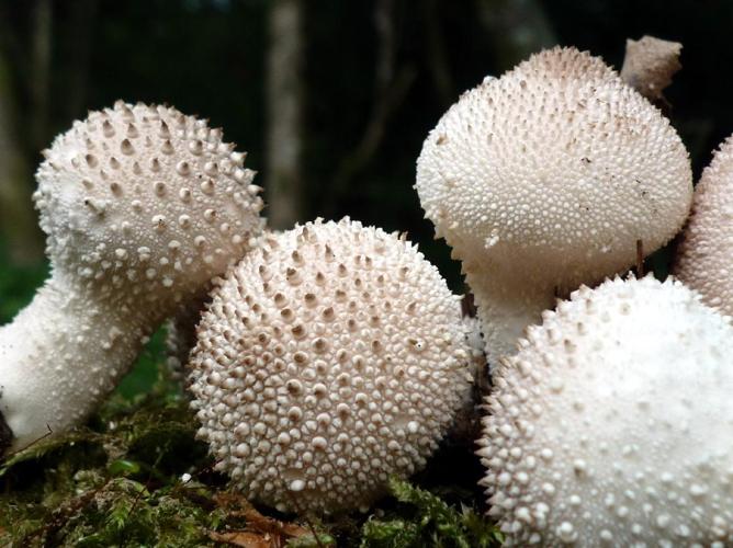 Vesse de loup perlée (Lycoperdon perlatum) © Abbaye de la Trappe