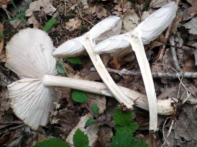 Collybie à lames larges (Megacollybia platyphylla) © Abbaye de la Trappe