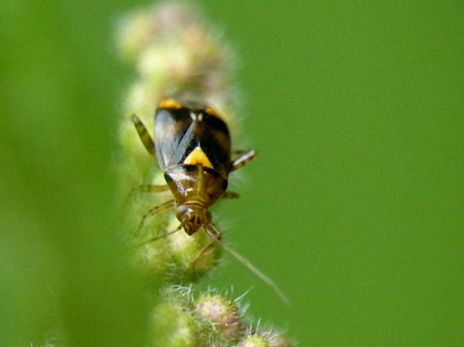 Liocoris tripustulatus © Morvan Debroize