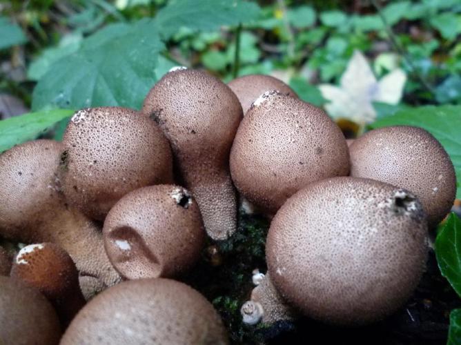 Morganella pyriformis © Abbaye de la Trappe