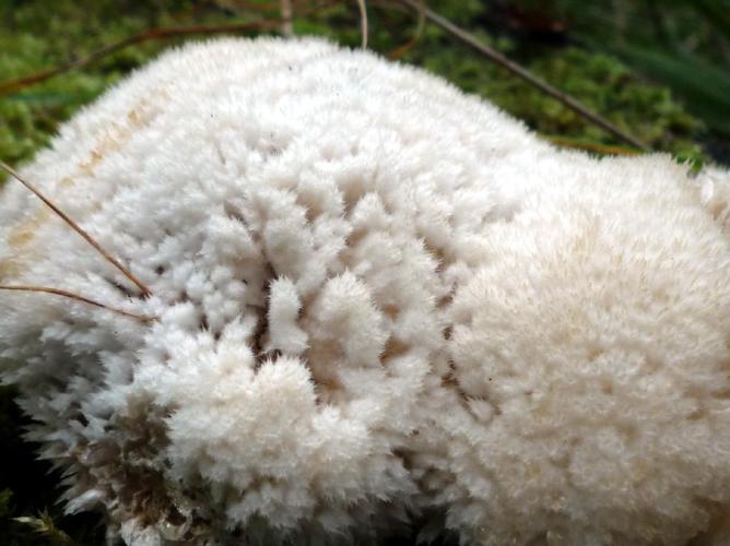 Polypore en coussinet (Postia ptychogaster) © Abbaye de la Trappe