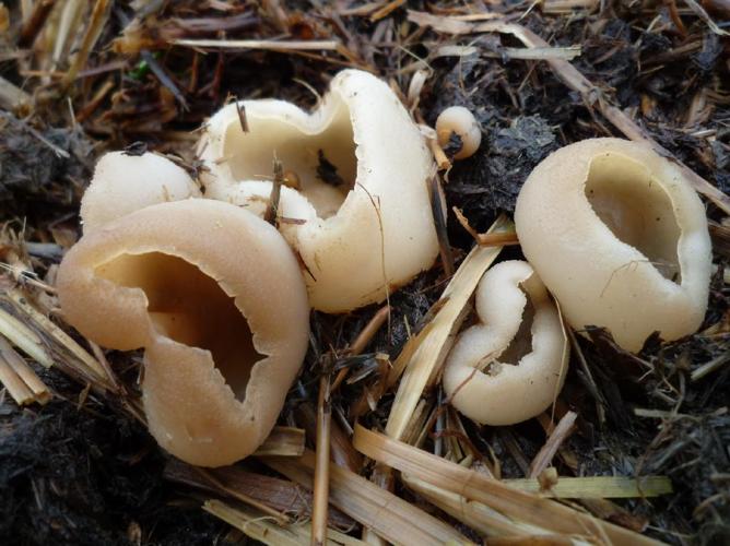 Pézize vésiculeuse (Peziza vesiculosa) © Abbaye de la Trappe