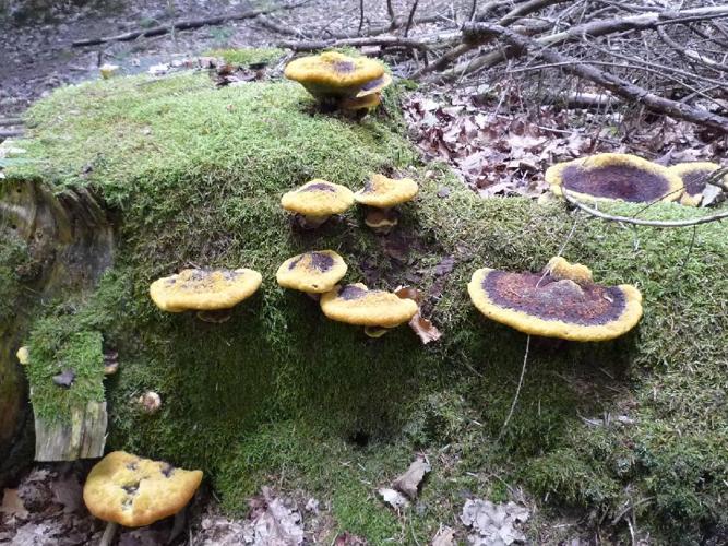 Polypore éponge (Phaeolus schweinitzii) © Abbaye de la Trappe