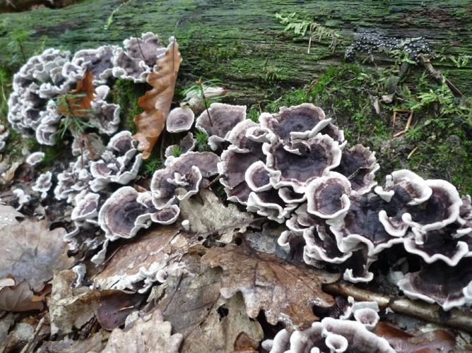 Phellodon melaleucus © Abbaye de la Trappe