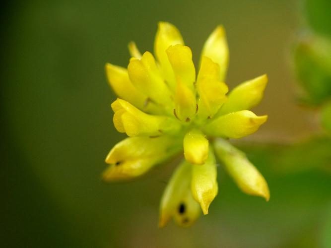 Petit trèfle jaune (Trifolium dubium) © Morvan Debroize