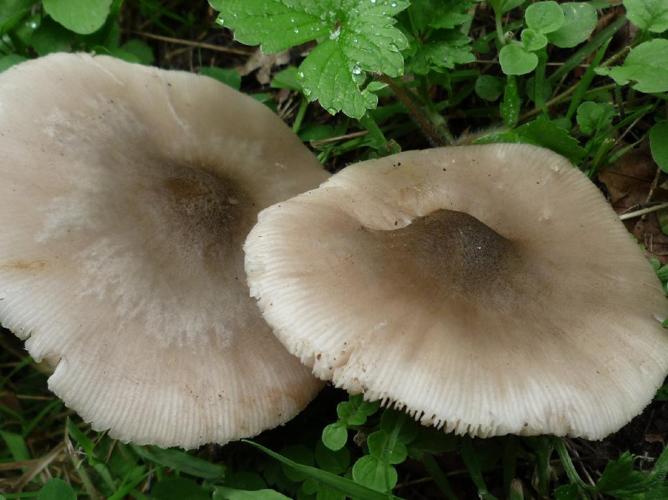 Pluteus salicinus © Abbaye de la Trappe