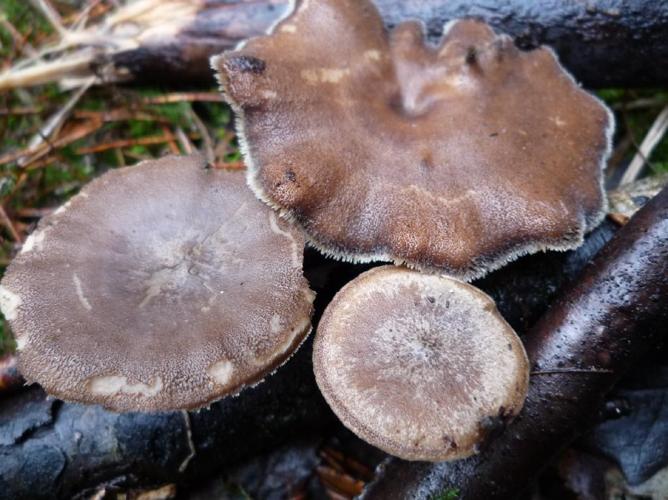 Polypore d'hiver (Polyporus brumalis) © Abbaye de la Trappe