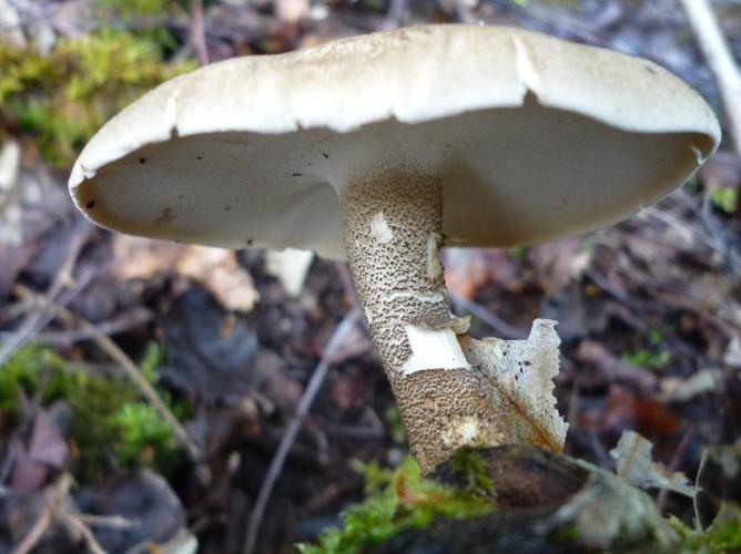 Polypore cilié (Polyporus ciliatus) © Abbaye de la Trappe