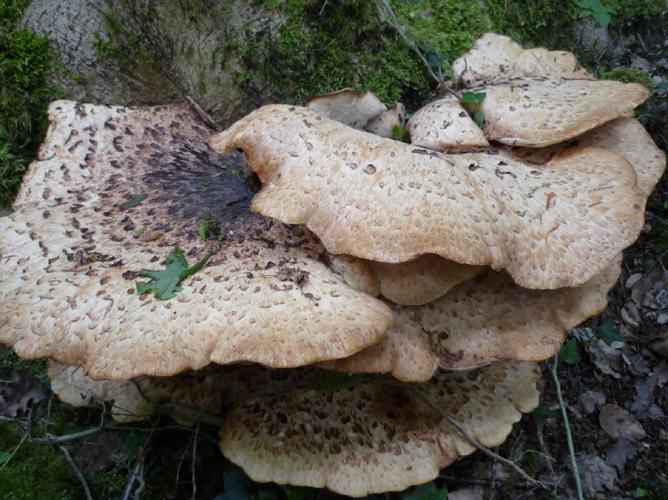 Polypore écailleux (Polyporus squamosus) © Abbaye de la Trappe