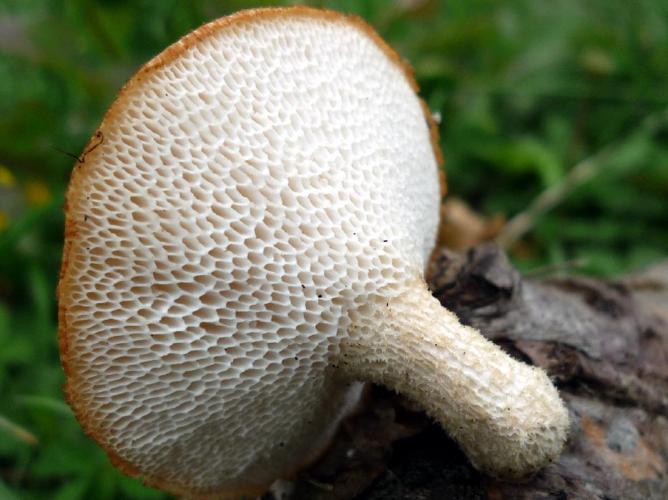 Polypore moucheté (Polyporus tuberaster) © Abbaye de la Trappe