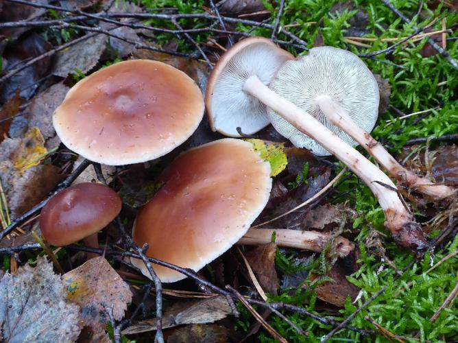 Rhodocollybia prolixa © Abbaye de la Trappe