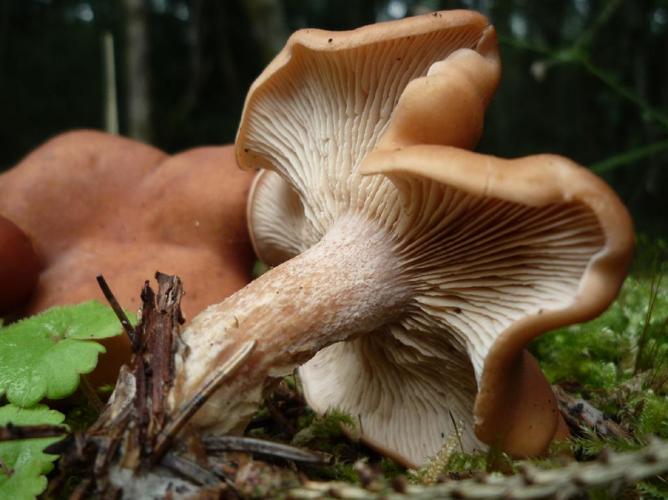 Clitopilus geminus © Abbaye de la Trappe