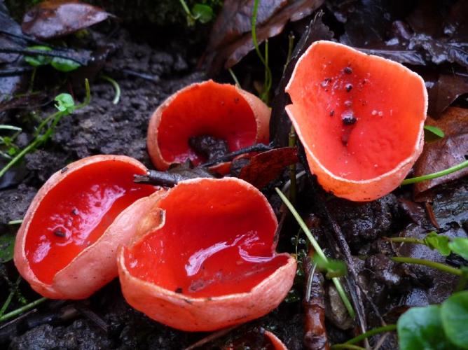 Pézize écarlate (Sarcoscypha coccinea) © Abbaye de la Trappe