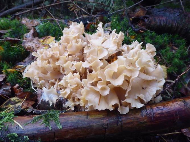 Sparassis crépu (Sparassis crispa) © Abbaye de la Trappe