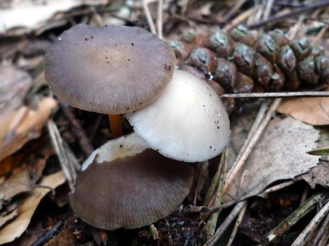 Collybie tenace (Strobilurus tenacellus) © Abbaye de la Trappe