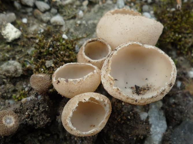 Tarzetta cupularis © Abbaye de la Trappe