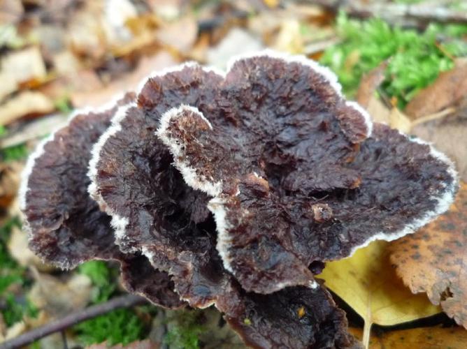 Thelephora terrestris © Abbaye de la Trappe